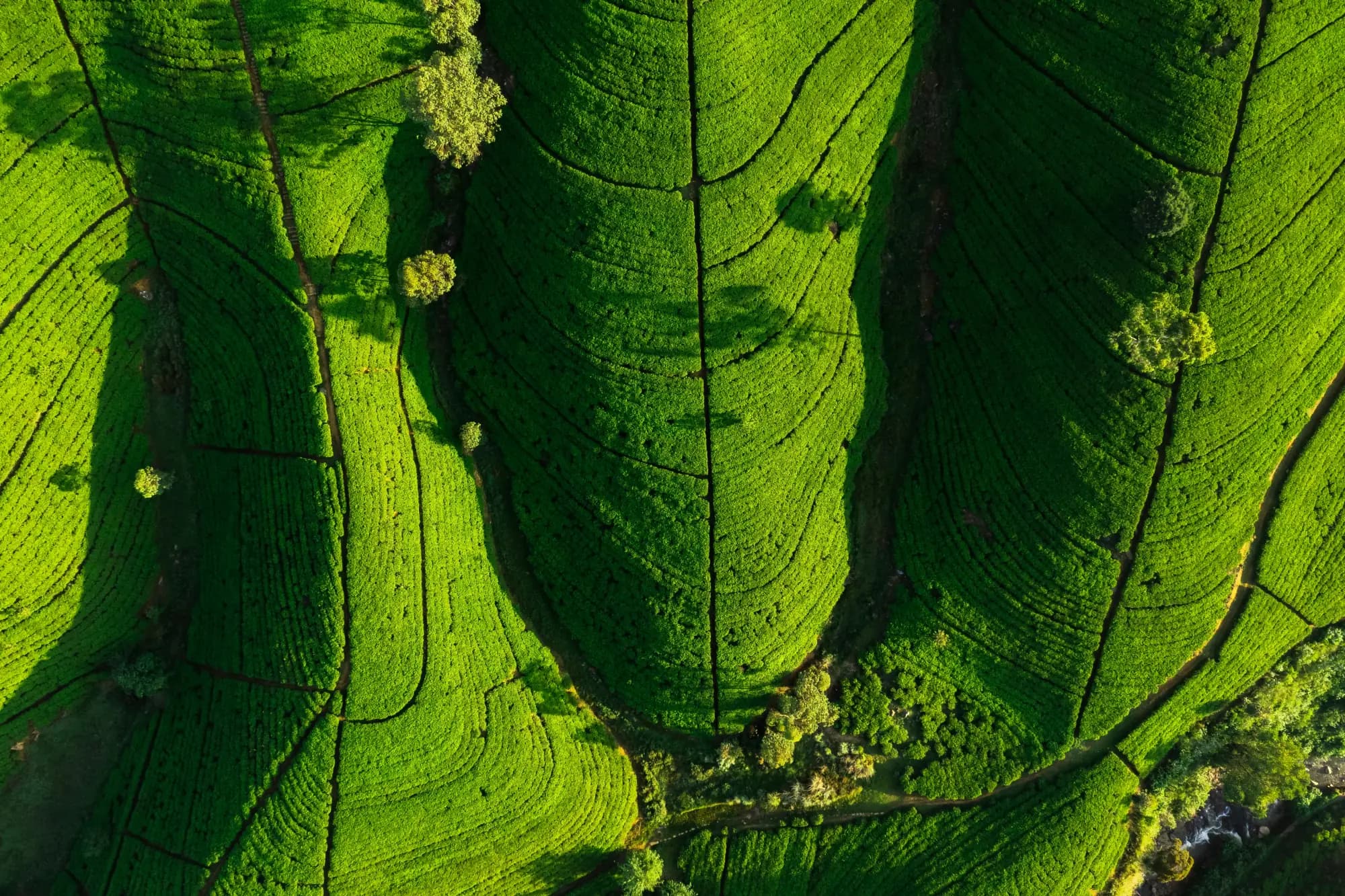 Aerial view of terraced tea gardens at first light