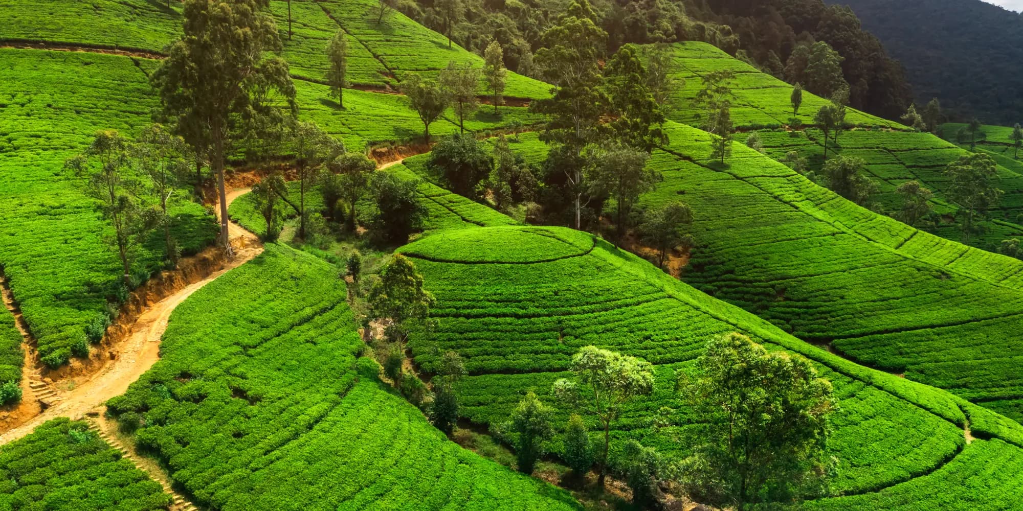 Tea plantation on the hills of Sri Lanka at first light